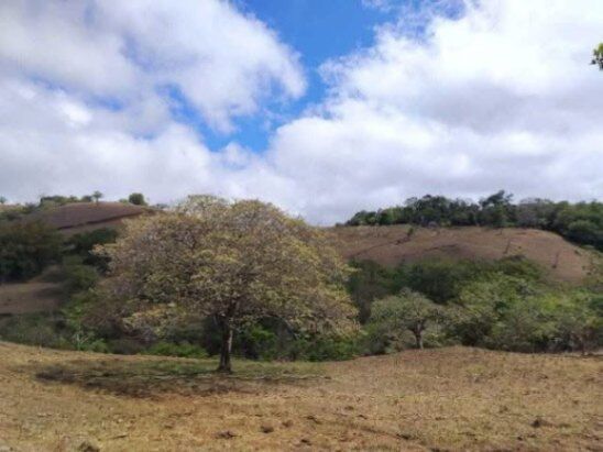 Amplio terreno en venta en Piedades Sur de San Ramón, Alajuela en Piedades Sur, San Ramón, Alajuela — ₡ 550 000 000