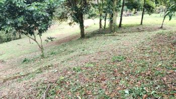 VENTA DE FINCA, USO MIXTO, ALAJUELA, SAN CARLOS, LA TIGRA en La Tigra, San Carlos, Alajuela — 160 000 000 ₡ - Foto 3 de 10