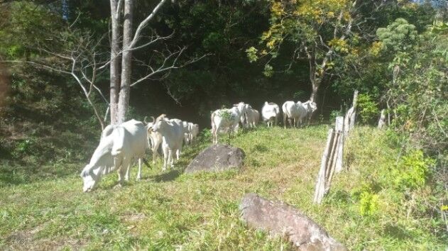 ÚTIL FINCA GANADERA EN SAN RAMÓN.  in Piedades Sur, San Ramón, Alajuela — ₡ 150 000 000