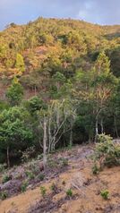 SE VENDE BELLA FINCA EN SANTIAGO, SAN RAMÓN.  en Santiago, San Ramón, Alajuela — $240,000 - Foto 4 de 12