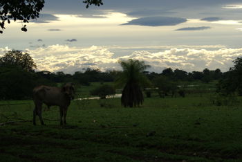 Venta Finca Ganadera en Los Chiles de San Carlos - Foto 3 de 3