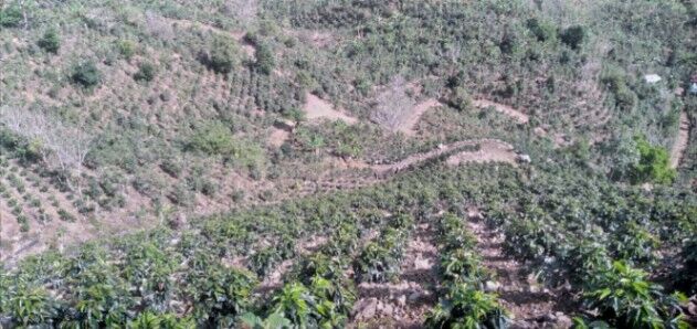 16 HA DE CAFE EN SANTA MARIA DE DOTA en Santa María, Dota, San José — ₡ 320 000 000