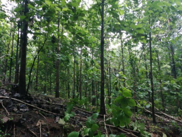 30 HA DE TECA EN TURRUBARES en San Pedro, Turrubares, San José — ₡ 300 000 000