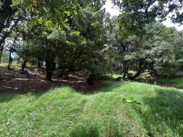 Venta de Lote en Dota, San José. RAH 25-1964 in Jardín, Dota, San José — ₡ 16 500 000