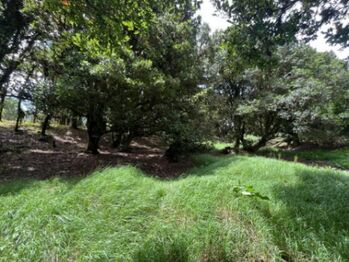 Se vende amplio lote de 1,289m2 en Cañón de el Guarco 25-1965 in Jardín, Dota, San José — 16 500 000 ₡ - Photo 5 of 22