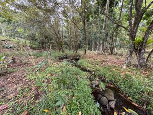 VENTA Finca de 2.0 Ha en Bella Vista de Guápiles -  CON CASA DE HABITACION- PRECIO NEGOCIABLE en Guápiles, Pococí, Limón — 240 744 000 ₡ - Foto 5 de 18