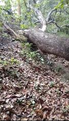 De Oportunidad Bella y Útil Finca en Cañas, Guanacaste. - Foto 2 de 3