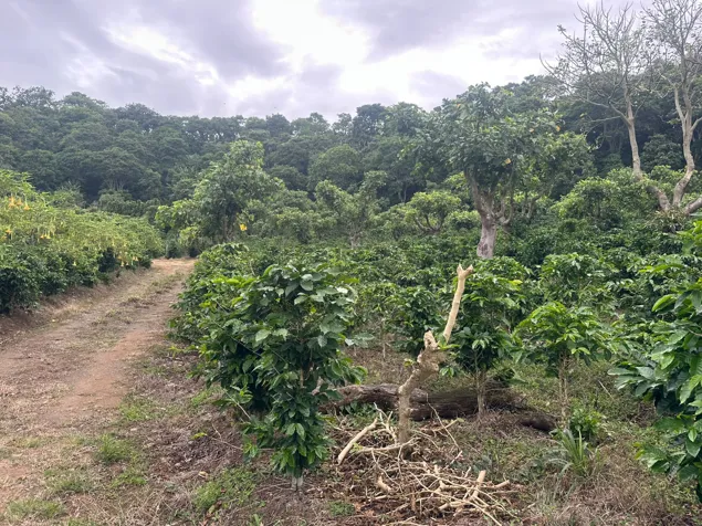 For Sale - Finca la Cancha (70,000 m2) - San Luis, Santo Domingo in Santo Domingo, Heredia — $5,100,000 - Photo 2 of 23