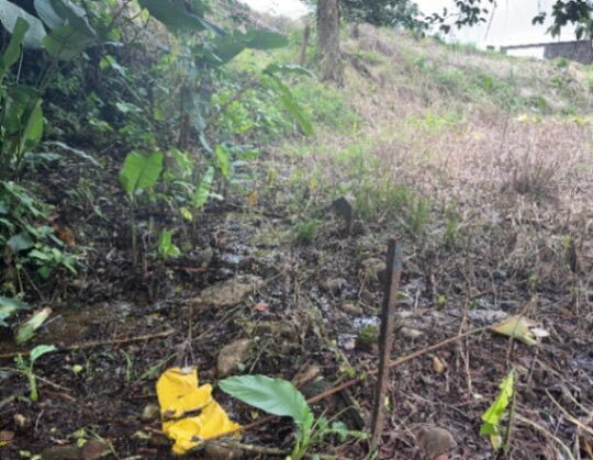 Oportunidad única: lote amplio en zona de alta plusvalía  en Guápiles, Pococí, Limón — ₡ 60 000 000