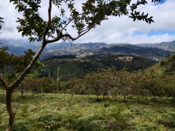 Venta Finca en el Guarco en San Isidro, El Guarco, Cartago — 250 000 000 ₡ - Foto 4 de 14