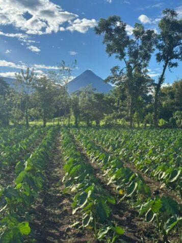Lote con Vista al Volcán 948m2 a 10min de La Fortuna en La Fortuna, San Carlos, Alajuela — ₡ 41 000 000