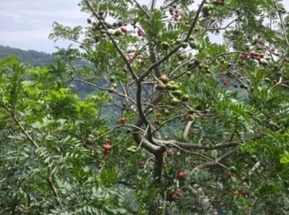 Se vende terreno. in San Andrés, León Cortés Castro, San José — ₡ 15 000 000