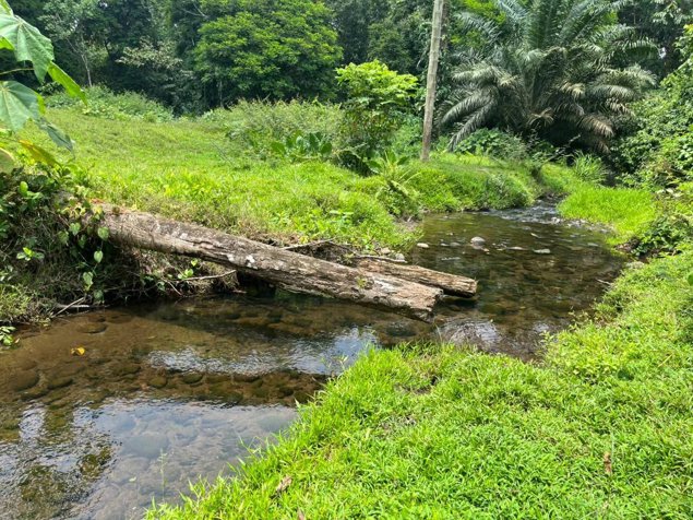 SE VENDE BELLA FINCA EN SAN RAFAEL DE GUÁPILES. en Guápiles, Pococí, Limón — ₡ 208 000 000