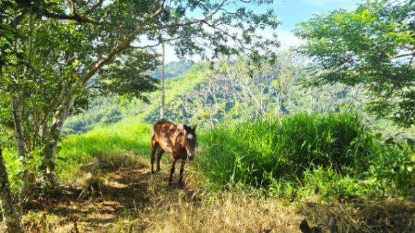 SE VENDE FINCA CON VISTAS PANORAMICAS E IDEAL PARA GLAMPING EN PEREZ ZELEDON en San Isidro De El General, Pérez Zeledón, San José — $160,000