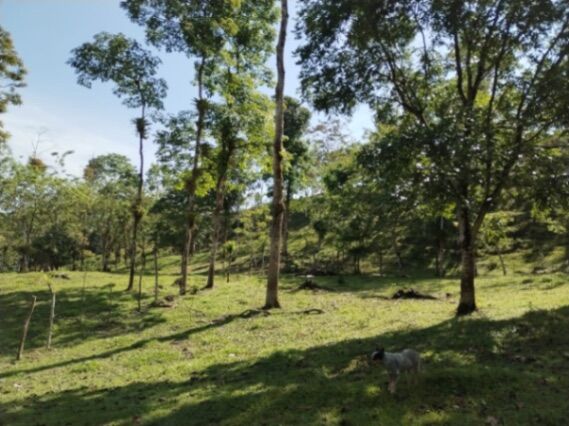 Finca en venta Guatuso  en Cote, Guatuso, Alajuela — ₡ 75 000 000