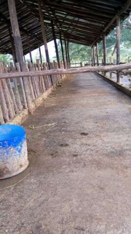 Finca de pastos ganadera / Escuchamos ofertas, precio NEGOCIABLE in Buenavista, Guatuso, Alajuela — ₡ 170 000 000