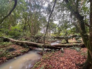 🌿 Terreno en venta El Futuro, La Tigra | 2.773 m²  |  ₡49.000.000 en La Tigra, San Carlos, Alajuela — 49 000 000 ₡ - Foto 4 de 19