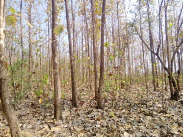 Se Vende Finca en Lepanto, Puntarenas, Costa Rica:  en Lepanto, Puntarenas — ₡ 85 000 000