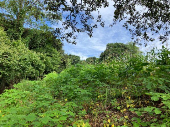 DE OPORTUNIDAD BELLA PROPIEDAD EN ATENAS.  en Atenas, Alajuela — ₡ 90 000 000
