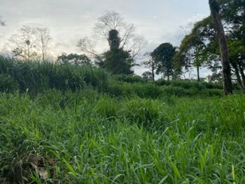 FINCA VENTA 8 MANZANAS  VENECIA  en Venecia, San Carlos, Alajuela — 262 500 000 ₡ - Foto 5 de 9