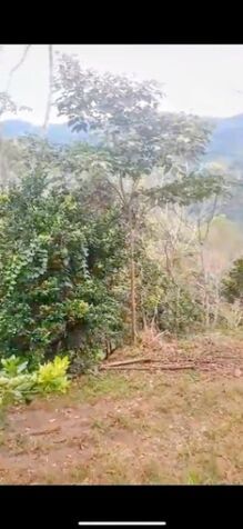 SE VENDE FINCA ÚNICA EN TABARCIA DE MORA, CIUDAD COLÓN SAN JOSÉ, COSTA RICA. in Tabarcia, Mora, San José — ₡ 250 000 000