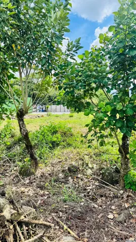 🌿 TERRENO EN VENTA EN LA COLONIA, GUAPILES en La Colonia, Pococí, Limón — ₡ 19 500 000 - Foto 2 de 7