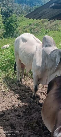 Gran oportunidad de inversión en finca ganadera y ecoturística en Coto Brus, Puntarenas, Costa Rica. in Limoncito, Coto Brus, Puntarenas — ₡ 1 468 000 000