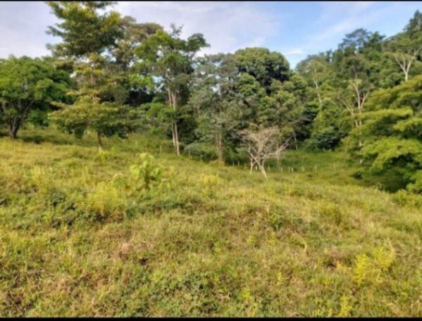 Vendo finca de 115 manzanas en cutris de San Carlos, se recibe como intercambio tambien en Cutris, San Carlos, Alajuela — ₡ 316 250 000