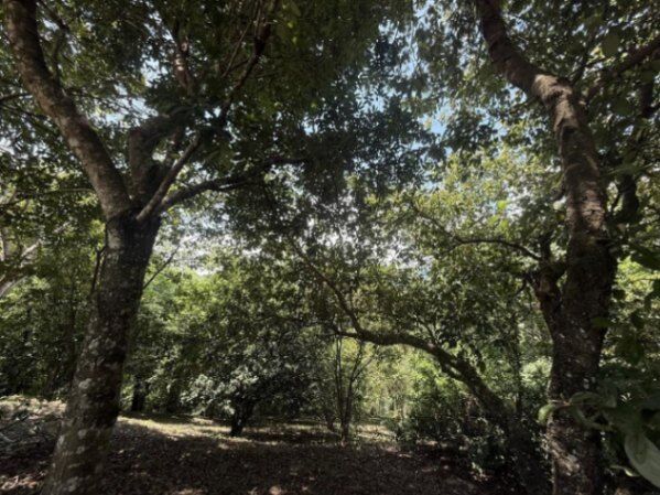 Venta de Lote en Turrubares, San José. RAH 25-1956 en San Pedro, Turrubares, San José — ₡ 81 000 000