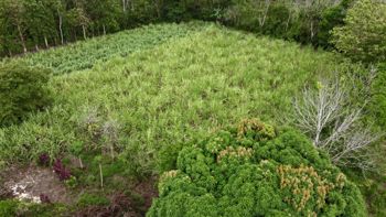 Venta de Lote Plano, a 20 min del centro de La Fortuna en La Fortuna, San Carlos, Alajuela — 46 000 000 ₡ - Foto 5 de 13