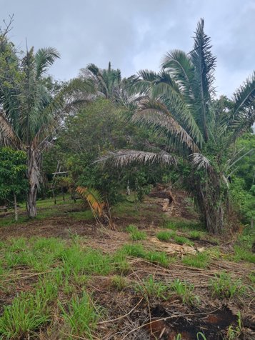 VENTA DE FINCA, GUANACASTE, SANTA CRUZ, RETALLANO en La Cruz, Guanacaste — $575,000