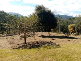 DE OPORTUNIDAD BELLA FINCA EN CRIQUES DE SAN RAMÓN. in Concepción, San Ramón, Alajuela — 70 000 000 ₡ - Photo 5 of 13