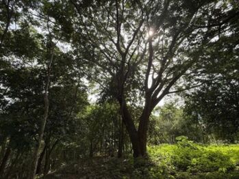 Venta de Lote en Curubandé. RAH 26-1012 in Curubandé, Liberia, Guanacaste — $593,000 - Photo 5 of 12
