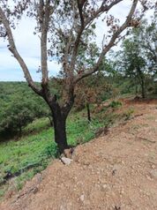 Dueño vende Quinta 6375M2 guayabo de bagaces, vista al volcán miravalles  en Mogote, Bagaces, Guanacaste — 35 000 000 ₡ - Foto 4 de 9
