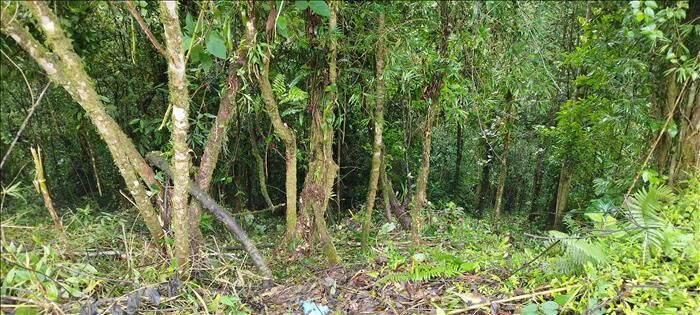 1 Hectarea de bosque en San Isidro, El Guarco, Cartago — ₡ 23 000 000