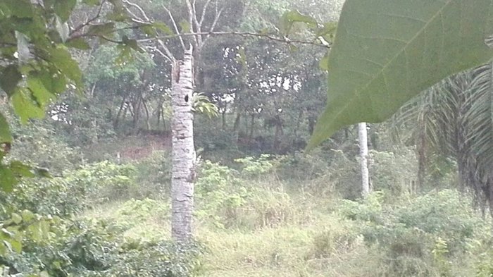 GANGA! Lote de 5002 m cerca de playa Guacalillo en Tárcoles, Garabito, Puntarenas — ₡ 35 000 000