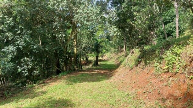 VENTA DE FINCA DE 1 HA EN PLATANILLO CON VISTAS A LA MONTAÑA Y 2 PLANTELES LISTOS en Barú, Pérez Zeledón, San José — $150,000