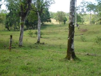 Terreno Santa Isabel Rio Cuarto en Santa Isabel, Río Cuarto, Alajuela — 50 000 ₡ - Foto 5 de 8
