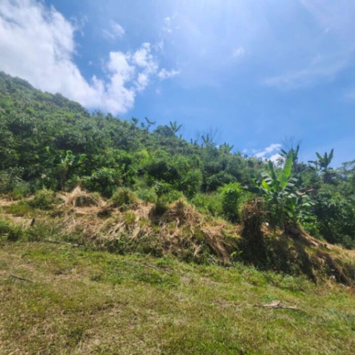 4.8 hectares de aguacate organica con cabina y vista. en Rivas, Pérez Zeledón, San José — $250,000