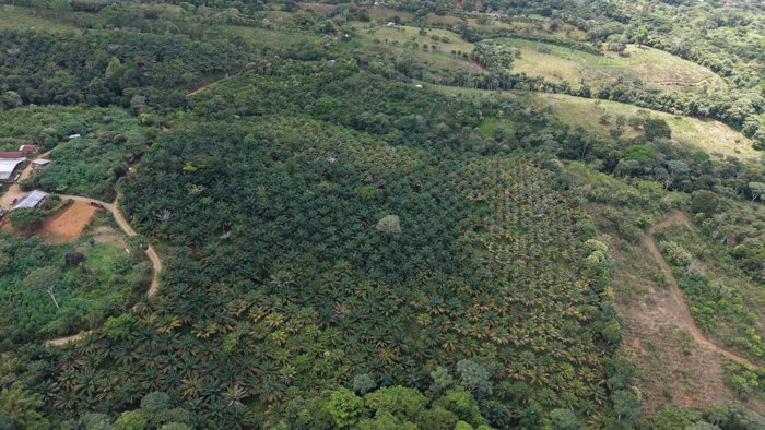 VENTA DE FINCA AGRICOLA DE 6,74 HA CON PALMA AFRICANA EN SAN PEDRO, PEREZ ZELEDON in San Pedro, Pérez Zeledón, San José — $300,000
