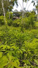 Hermosa finca a la venta en Katira, Guatuso, Alajuela — 600 ₡ - Foto 4 de 11