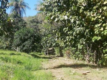 Se vende amplia finca de 5.6 hectáreas en Orotina Alajuela 21-1635 en Orotina, Alajuela — $1,681,600 - Foto 5 de 22