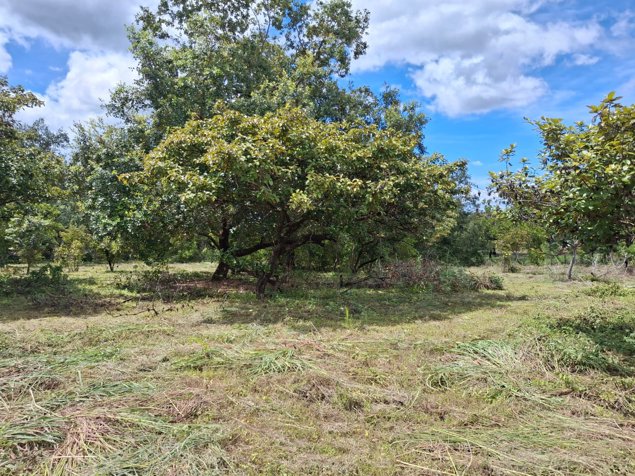 Venta Terreno Comercial Cañas Dulces Liberia Guanacaste en Cañas Dulces, Liberia, Guanacaste — $215,000 - Foto 3 de 14