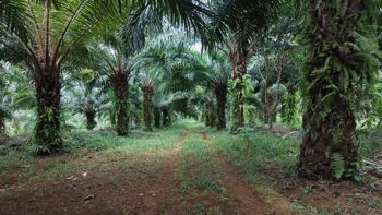 VENTA DE FINCA AGRICOLA DE 6,74 HA CON PALMA AFRICANA EN SAN PEDRO, PEREZ ZELEDON in San Pedro, Pérez Zeledón, San José — $300,000 - Photo 4 of 27