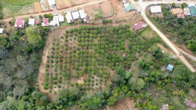 1.4 hectares finca de mamon chino en Cajon en Cajón, Pérez Zeledón, San José — $139,999