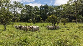 SE VENDE FINCA CON QUEBRADA NATURAL Y FACIL ACCESO EN SAN FRANCISCO DE RIVAS en Rivas, Pérez Zeledón, San José — $650,000 - Foto 4 de 6