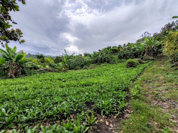 VENTA DE HERMOSA QUINTA EN aAENJAL, PARAISO DE CARTAGO en Santiago, Paraíso, Cartago — ₡ 65 000 000