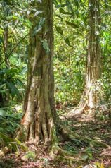 Se vende terreno de bosque primario en Cariari, Guápiles (FAU) in Guápiles, Pococí, Limón — $900,000 - Photo 5 of 10
