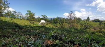 "¡Imperdible! Increíble Propiedad por Bajo Costo" en Sabalito, Coto Brus, Puntarenas — 25 000 000 ₡ - Foto 5 de 26
