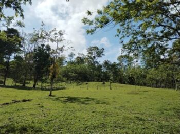 Finca en venta Guatuso  en Cote, Guatuso, Alajuela — 75 000 000 ₡ - Foto 4 de 26